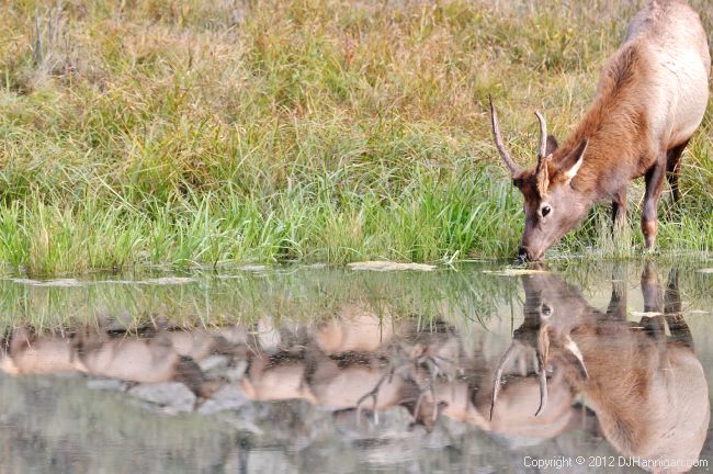 Spike Bull Elk drinking with reflection